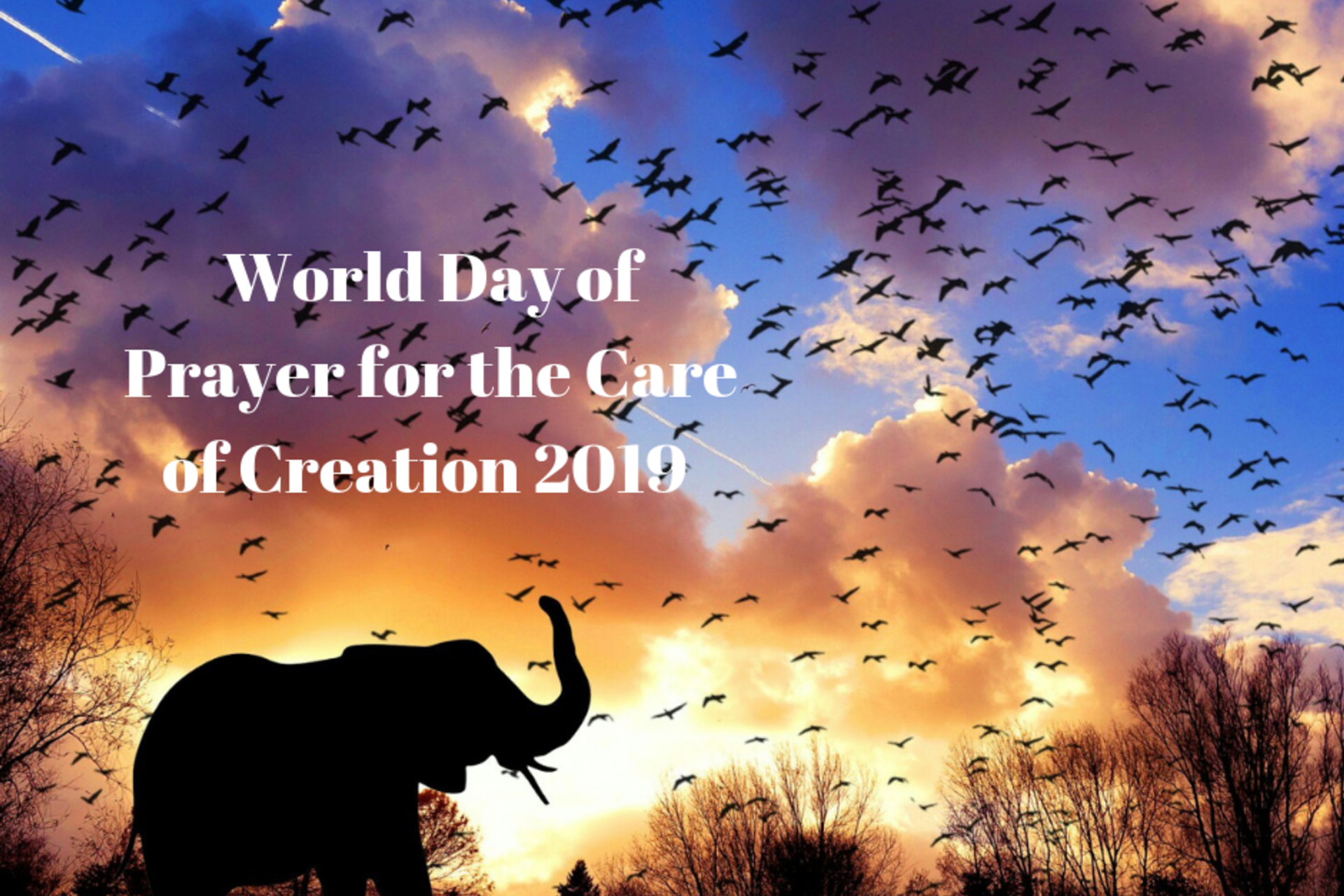Pope's message for the World Day of Prayer for the Care of Creation 2019