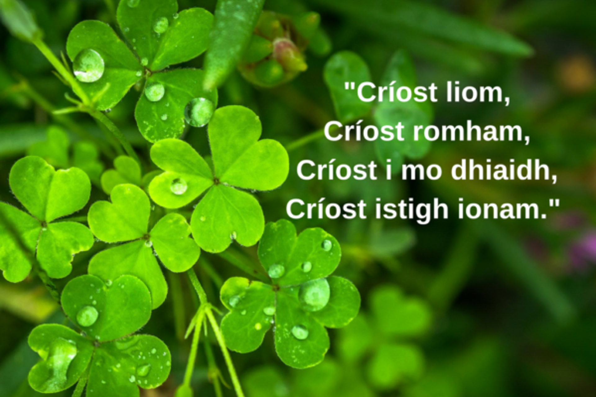 Resources for the Feast of Saint Patrick